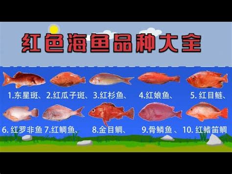 紅色的魚種類|【紅色的魚有哪些】吃貨必看！常見紅色海魚大剖析：認識牠們的。